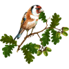 Vogel