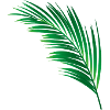 single green palm leaf