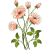 fleurs