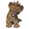 Lion, bébé