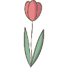 Tulpe