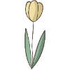 tulipe