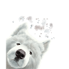 Curious Samoyed Dog