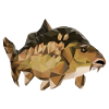carp