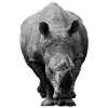Rhinoceros head-on