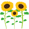 Sonnenblumen-Sammlung