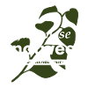Japanese knotweed