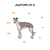 Anatomy Of A Whippet Dog