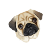 pug