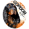 Gordon Setter Splash