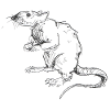 Rat motif