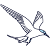 Arctic tern - bird