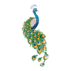 Peacock animal lover