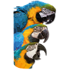 Blue-and-yellow Macaw