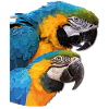Blue-and-yellow Macaw