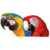 Macaws
