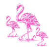 Pink Flamingo