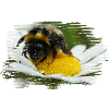 Bumblebees are wild bees