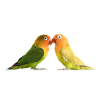 parrot