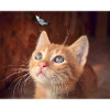 Chat