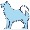 Hund - Islandhund - Spitz - Schäferhund