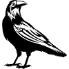 Raven - crow