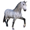Gray wild horse galloping