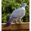 Pigeon