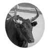 Camarguais bull south France