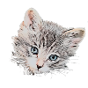 Cats 14 06