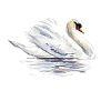 swan
