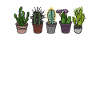 Cactus cactus plant succulents