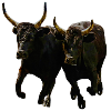 duo toro