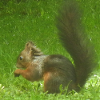 Eichhörnchen Tier Tierliebe Tierfreund Liebe