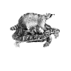 racoon