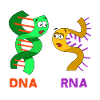Rna strand and a dna strand - biology