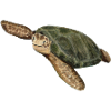 green turtle
