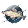 Pêche de pêche Zander