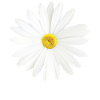 Daisy fleur blanche nature cadeau