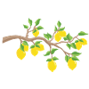 lemon