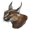 Caracal head, desert lynx, big cat