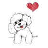 white poodle