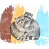 racoon