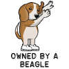 Propriété d'un Beagle