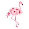 flamingo