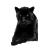Black panther