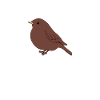 Sparrow Bird