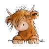 Scottish highland cattle I highland cattle cow