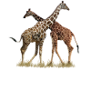 Net giraffes - Girafffe - Kenya / Africa