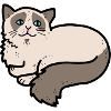 Ragdoll cat